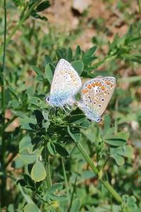 <i>Polyommatus icarus</i>