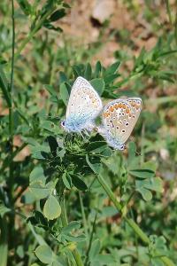 <i>Polyommatus icarus</i>