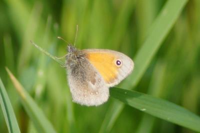 <i>Coenonympha pamphilus</i>