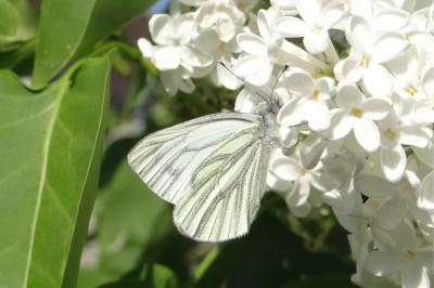 <i>Pieris napi</i>