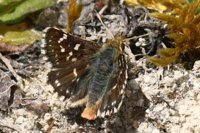 <i>Spialia sertorius</i>