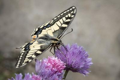 <i>Papilio machaon</i>