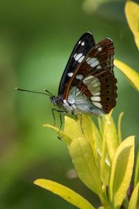 <i>Limenitis reducta</i>