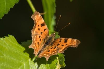 <i>Polygonia c-album</i>
