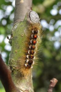 <i>Euproctis chrysorrhoea</i>