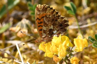 <i>Boloria dia</i>