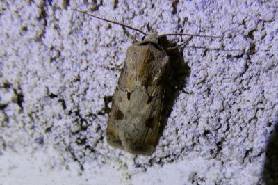 <i>Agrotis exclamationis</i>