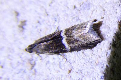 <i>Elegia atrifasciella</i>