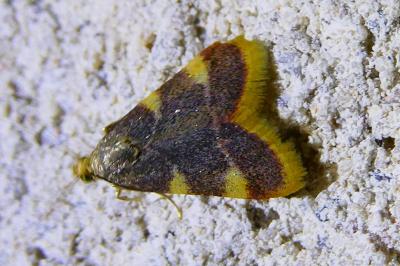 <i>Hypsopygia costalis</i>