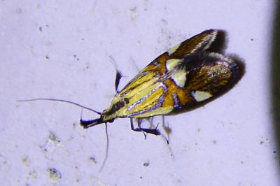 <i>Alabonia geoffrella</i>