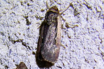 <i>Ochropleura plecta</i>