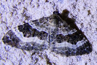 <i>Epirrhoe alternata</i>