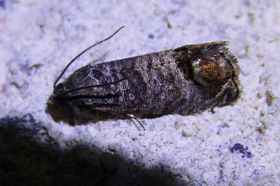 <i>Cydia pomonella</i>
