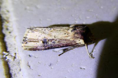 <i>Axylia putris</i>