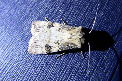 <i>Agrotis puta</i>