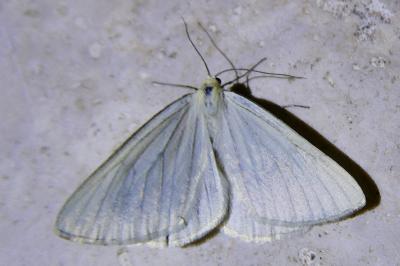 <i>Siona lineata</i>