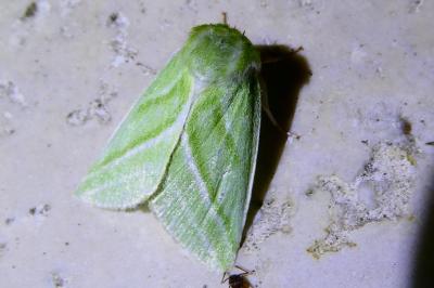 <i>Pseudoips prasinanus</i>