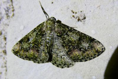<i>Cleorodes lichenaria</i>