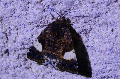 <i>Tyta luctuosa</i>