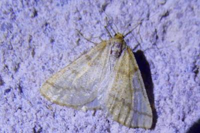 <i>Aspitates ochrearia</i>