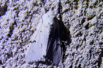 <i>Acronicta leporina</i>