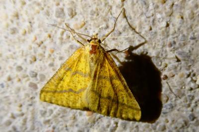 <i>Aspitates ochrearia</i>