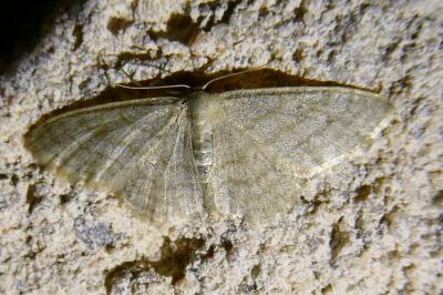 <i>Idaea subsericeata</i>