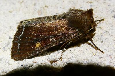 <i>Lacanobia oleracea</i>