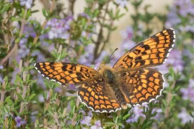 <i>Melitaea phoebe</i>