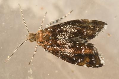 <i>Prochoreutis sehestediana</i>