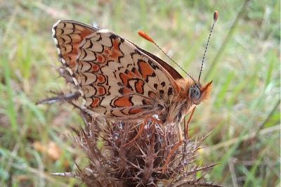 <i>Melitaea phoebe</i>