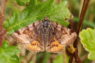 <i>Euclidia glyphica</i>