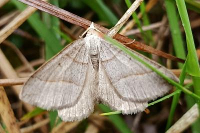 <i>Scotopteryx</i>