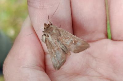 <i>Mythimna albipuncta</i>