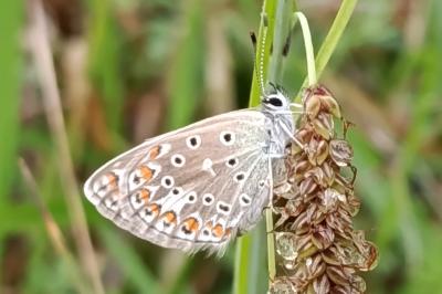 <i>Lysandra bellargus</i>
