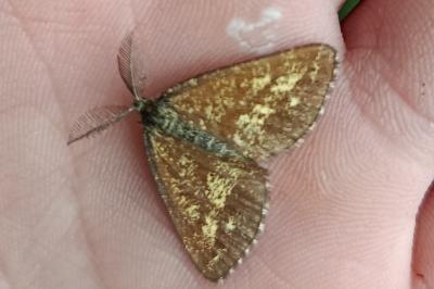 <i>Ematurga atomaria</i>