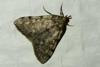 <i>Aglossa pinguinalis</i>