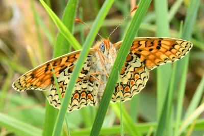 <i>Melitaea phoebe</i>