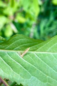 <i>Coleophora</i>