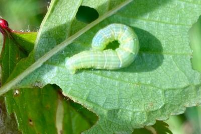<i>Operophtera brumata</i>