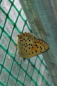 <i>Lycaena tityrus</i>