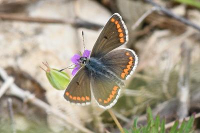 <i>Aricia agestis</i>