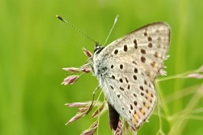 <i>Lycaena tityrus</i>