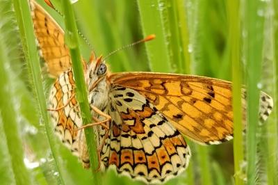 <i>Melitaea cinxia</i>
