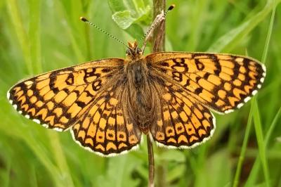 <i>Melitaea cinxia</i>