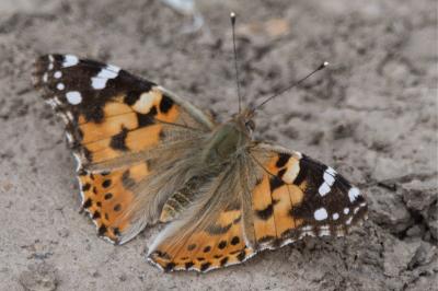 <i>Vanessa cardui</i>