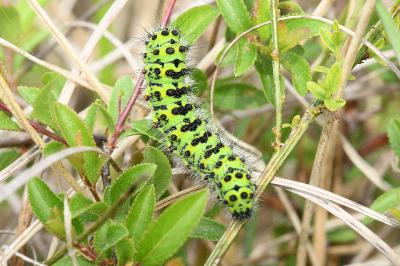 <i>Saturnia pavonia</i>