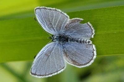 <i>Cupido alcetas</i>