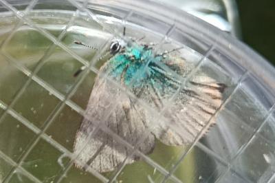 <i>Callophrys rubi</i>