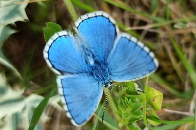 <i>Lysandra bellargus</i>